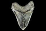 Serrated, Fossil Megalodon Tooth - Collector Quality #104558-2
